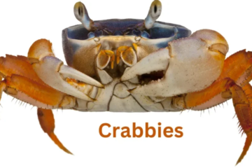 Unveiling Crabnibbie: Exploring the Mystical Creature of the Deep